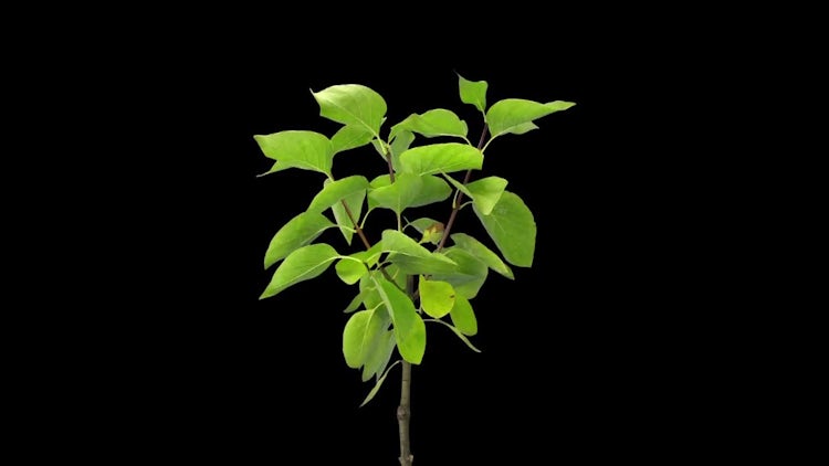 Drying Lilac Branch And Leaves: Stock Video