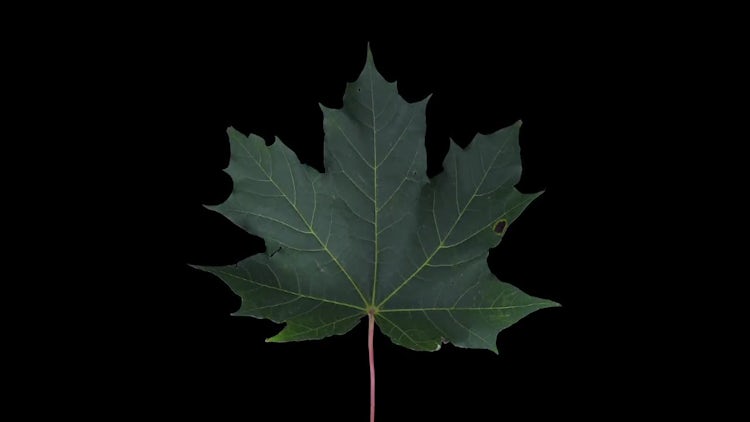 Drying Maple Leaves: Stock Video