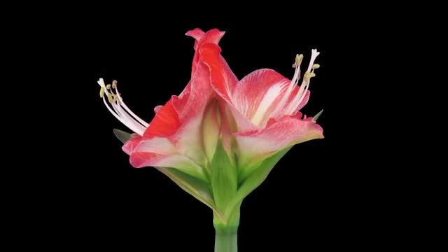 Opening Amaryllis