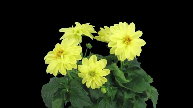 Yellow Dahlia Flowers In Pot: Stock Video