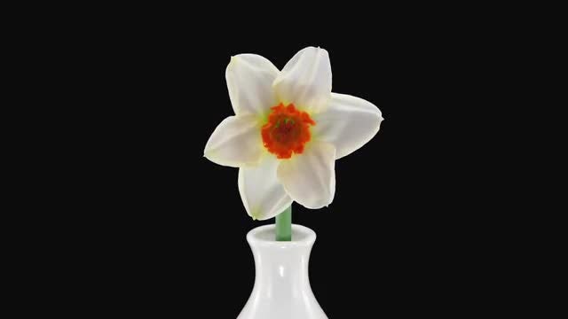 Opening Narcissus