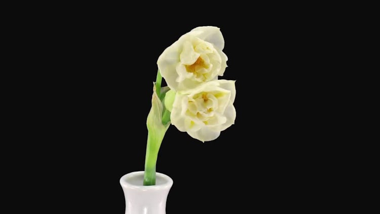 Opening Narcissus