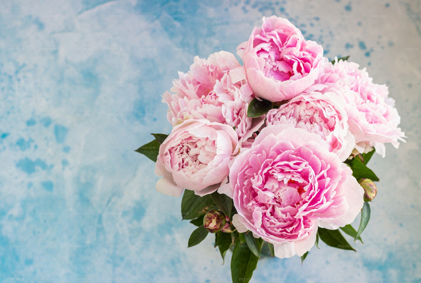 Bouquet Of Beautiful Pink Peonies: Stock Photos