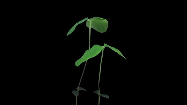 Soybean Plant Growing Tall: Stock Video