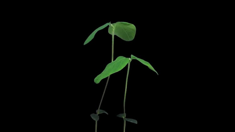 Soybean Plant Growing Tall: Stock Video