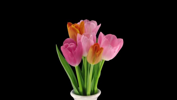 Colorful Tulip Bouquet Grows: Stock Video