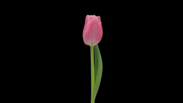 Opening Pink Tulip Bulb: Stock Video