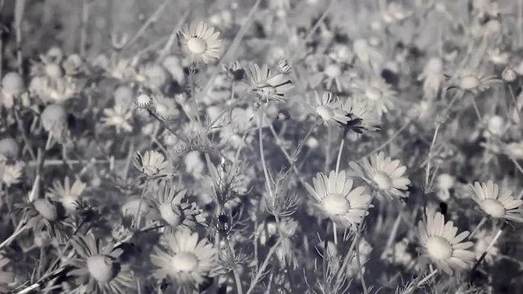 Infrared Flora: Chamomile Flowers: Stock Video