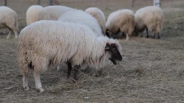 Sheep Eating Hay: Stock Video
