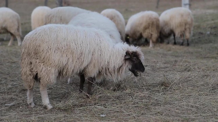 Sheep Eating Hay: Stock Video