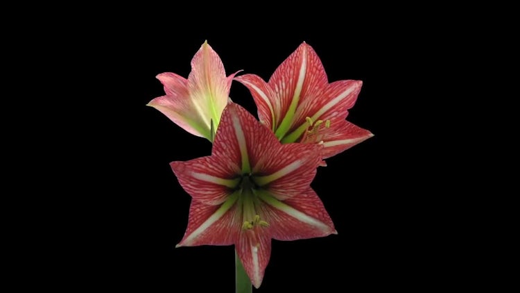 Opening Amaryllis
