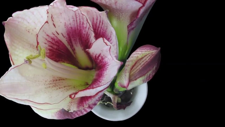 Opening Amaryllis