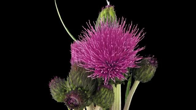Growing Artichoke Vegetable: Stock Video