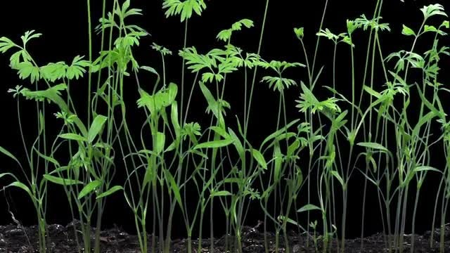Carrots Germinating And Growing: Stock Video