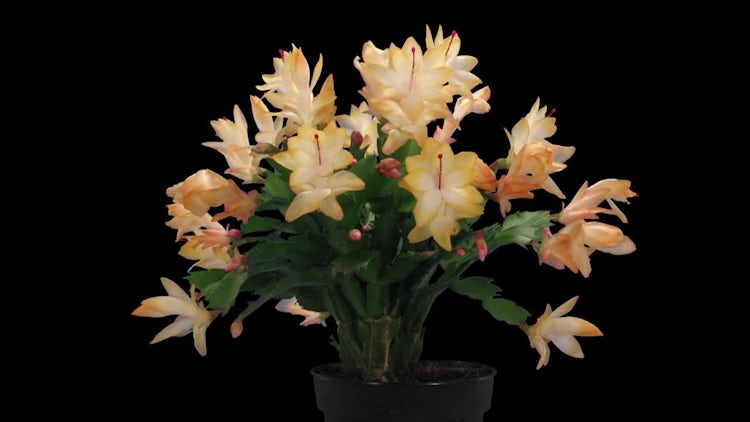 Orange Christmas Cactus: Stock Video