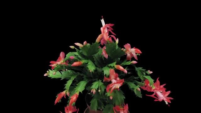 Pink Christmas Cactus Blossoming : Stock Video