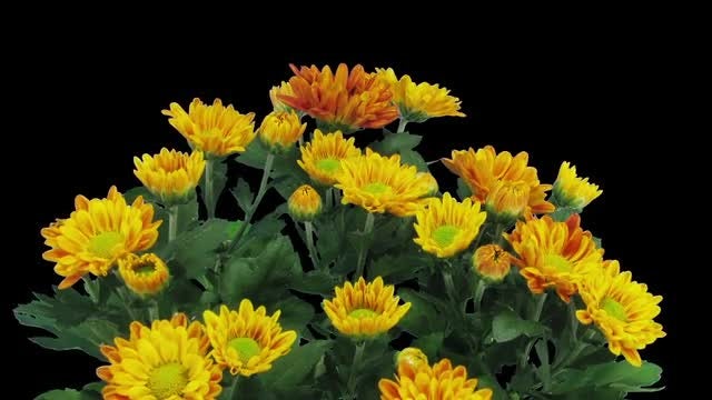 Opening Orange Chrysanthemums: Stock Video