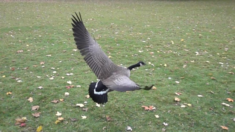 Goose Flying In Slow Motion: Stock Video