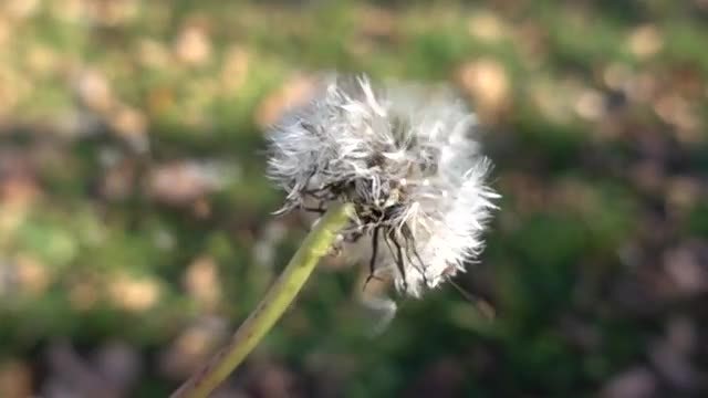 Dandelion Dispersal In Slow Motion: Stock Video