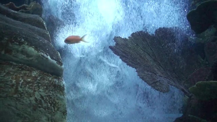 Bubbles Coming Off Sea Bed: Stock Video