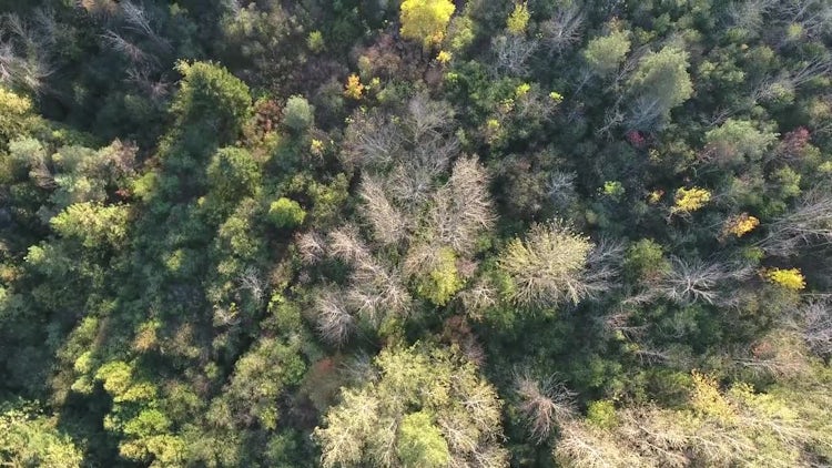 Forest Canopy Aerial View: Stock Video
