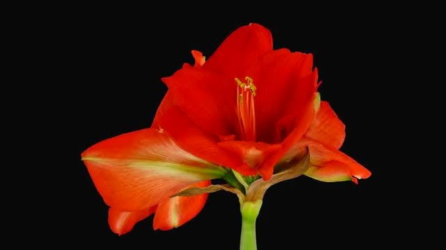 Red Lion Amaryllis Flowers Opening: Stock Video