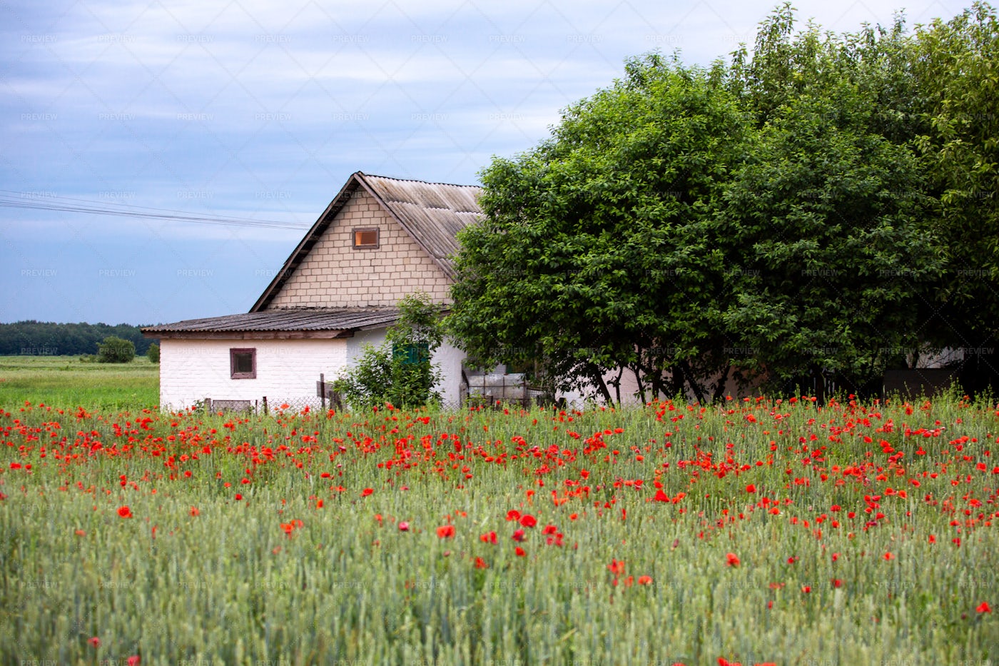 Country House: Stock Photos