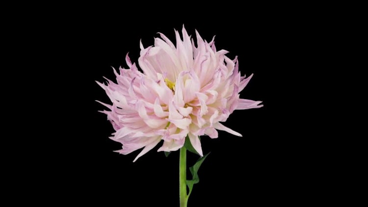 Dying Pink Dahlia Flower: Stock Video