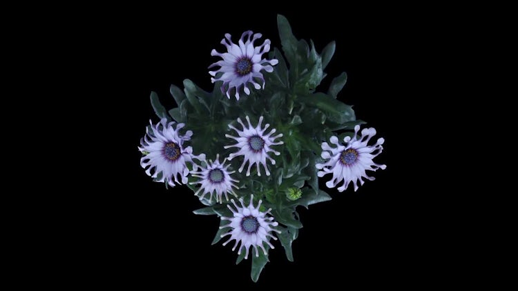 Rain Daisy Flowers Opening: Stock Video