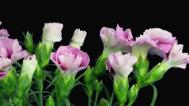 Pink Dianthus Flower Bush Opening: Stock Video