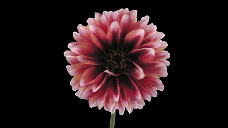 RedWhite Dahlia Flower Wilting Stock Video Motion Array