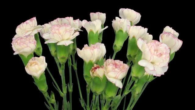 Pink-White Dianthus Flowers: Stock Video