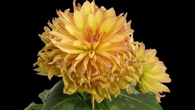 Yellow Dahlia Flower Withering: Stock Video