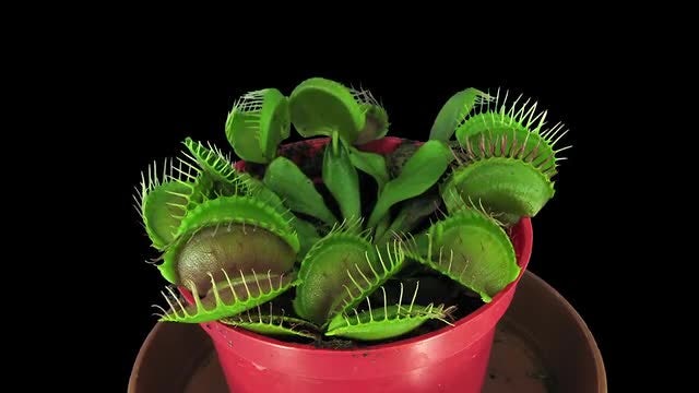Venus Flytrap Plant: Stock Video