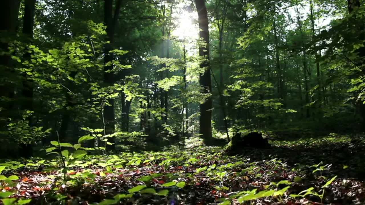 Green Forest Background - Stock Video | Motion Array