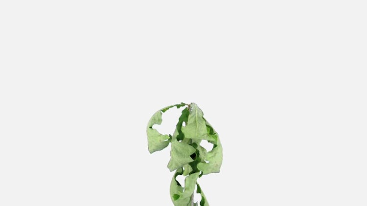 Drying Oak Leaves Time Reverse: Stock Video