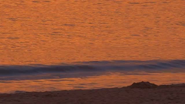 Golden Ocean Beach Waves: Stock Video