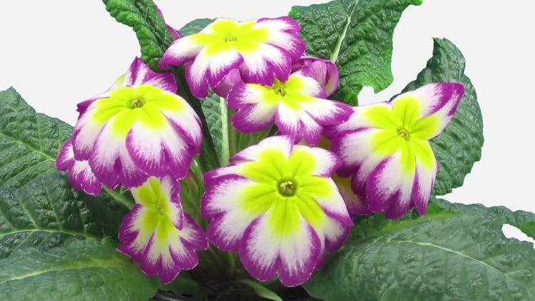 Purple-Yellow Primula Primasan Flowers: Stock Video