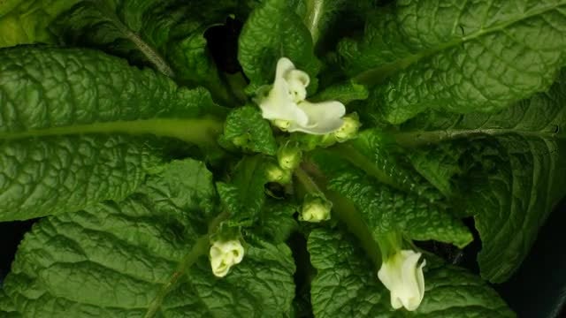 Aerial View Of White Primula: Stock Video
