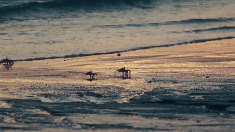 Beach Crabs Ocean Waves: Stock Video