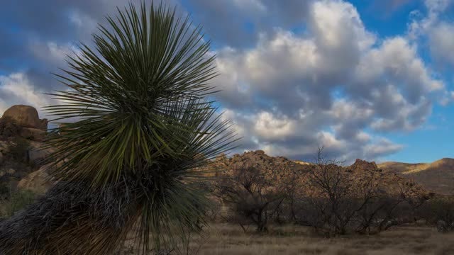 Time-Lapse Of Yucca In Arizona: Stock Video