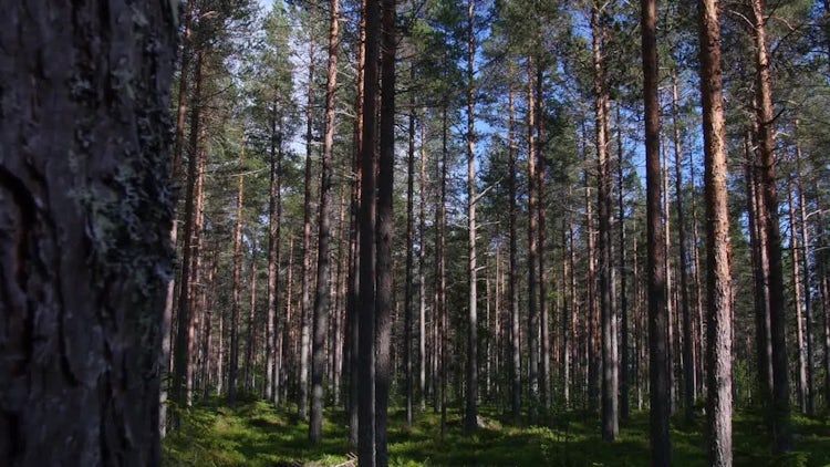 Pine Tree Forest In Sweden: Stock Video