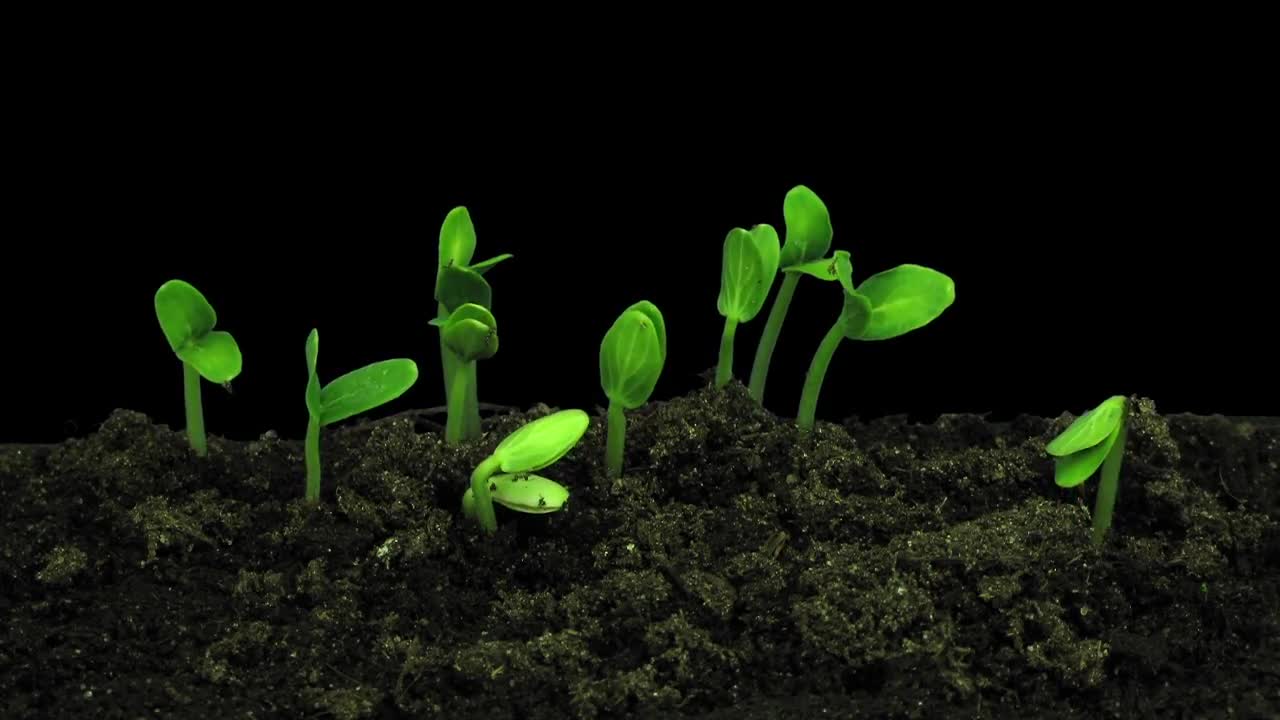Germinating And Growing Cucumbers Stock Video Motion Array