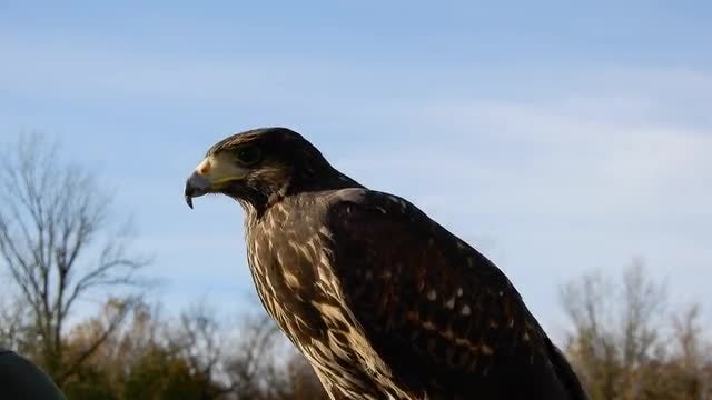Harris Hawk Scouts The Area: Stock Video