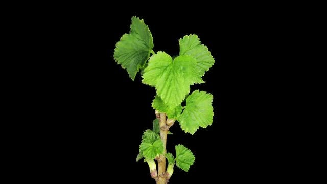 A Black Currant Branch Blooming: Stock Video