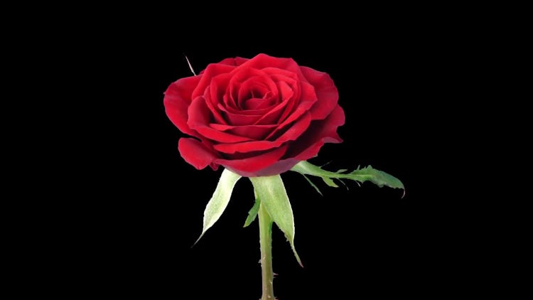 Red Valentino Rose Flower Opening: Stock Video