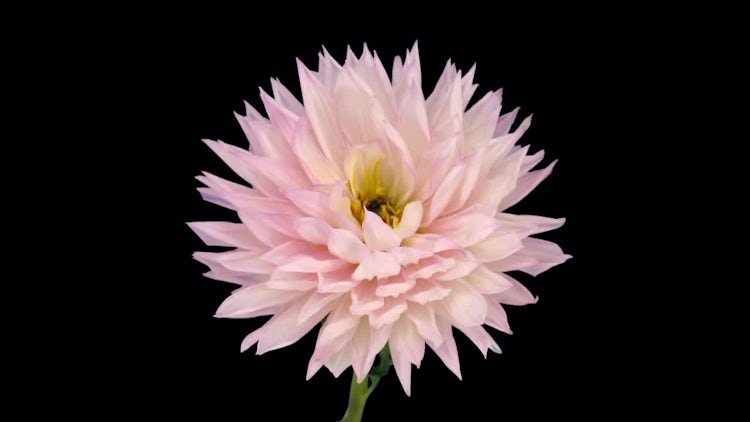 A Pink Dahlia Flower Dying Stock Video Motion Array