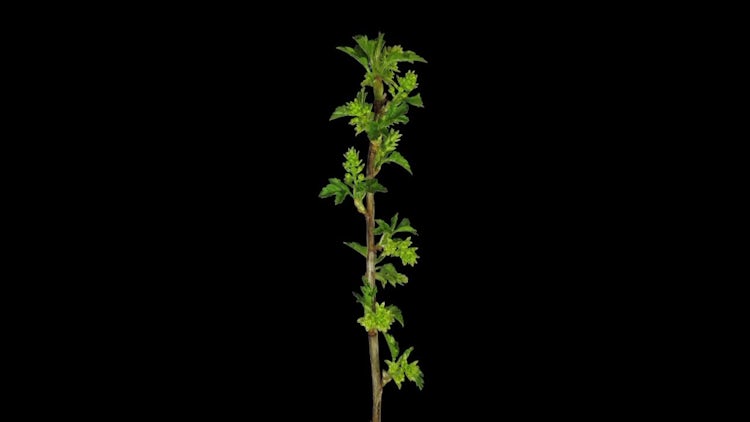 A White Currant Branch Growing : Stock Video