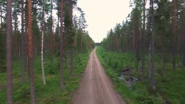Flying Through Forest Road Aerial: Stock Video