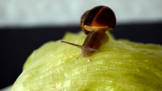 Snail Wakes Up On Lettuce: Stock Footage
